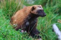 Wolverine Gulo gulo sitting in the grass Royalty Free Stock Photo