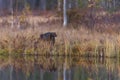Wolverine Gulo gulo walking along forest pond surrounded by autumn grass and reflection Royalty Free Stock Photo
