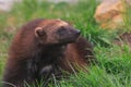 Wolverine Gulo gulo walking in the grass Royalty Free Stock Photo