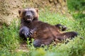 Wolverine mammal in the grass