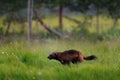 Wolverine running in Finnish taiga. Wildlife scene from nature. Rare animal from north of Europe. Wild wolverine in summer grass