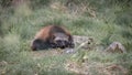 a wolverine sits in the grass on a rocky hill next to rocks