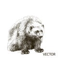 Wolverine sitting sketch vector