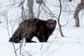 Wolverine in the snow Royalty Free Stock Photo