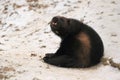 Wolverine on snow Royalty Free Stock Photo