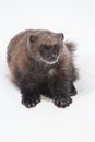 Wolverine in the snow Royalty Free Stock Photo