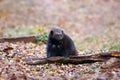 Wolverine Gulo gulo stands by the trunk in the autumn forest. Moving wolverine in the colorful leaves of autumn forest.Great