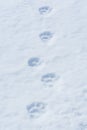 Wolverine track in snow Royalty Free Stock Photo