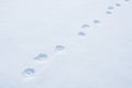 Wolverine track in snow Royalty Free Stock Photo