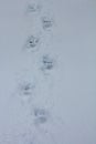 Wolverine Tracks in the Snow Royalty Free Stock Photo