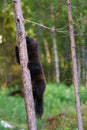 Wolverine on a tree Royalty Free Stock Photo