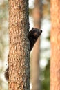Wolverine on tree Royalty Free Stock Photo