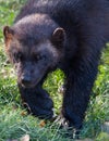 Wolverine walking in the forest