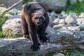 Wolverine walking in the river