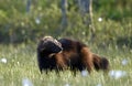 Wolverine in wild nature. Natural habitat. Glutton, carcajou, skunk bear, or quickhatch gulo gulo