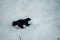Wolverine in wildlife park in snow in Ranua, Lapland Royalty Free Stock Photo