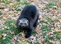 Wolverines Royalty Free Stock Photo