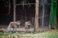 Wolves in the aviary in the hermit's yard