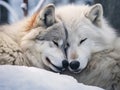 Ai Generated illustration Wildlife Concept of Wolves cuddling Royalty Free Stock Photo