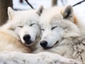 Ai Generated illustration Wildlife Concept of Wolves cuddling Royalty Free Stock Photo