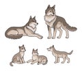 Wolves family - parents and three cubs. Vector illustration