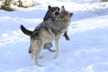 Wolves fighting over female wolf