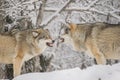 Wolves fighting