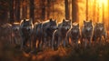 Wolves in the forest with setting sun. Royalty Free Stock Photo