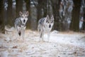 Wolves in forrest in winter Royalty Free Stock Photo