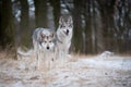 Wolves in forrest in winter Royalty Free Stock Photo