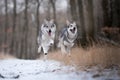 Wolves in forrest in winter on snow Royalty Free Stock Photo