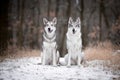Wolves in forrest in winter Royalty Free Stock Photo