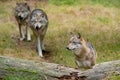 Wolves Royalty Free Stock Photo