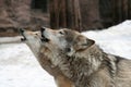 Wolves howl Royalty Free Stock Photo