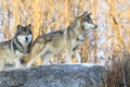 Wolves on the hunt Royalty Free Stock Photo