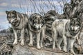 Wolves on a log Royalty Free Stock Photo