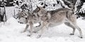 Wolves male and female play during mating in a snowy winter forest Royalty Free Stock Photo