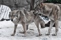 The wolves are male and female during the rut mating games, the wolf cares for the she-wolf, the predatory animals are playing,