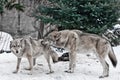 The wolves are male and female during the rut mating games, the wolf cares for the she-wolf, the predatory animals are playing,