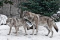 The wolves are male and female during the rut mating games, the wolf cares for the she-wolf, the predatory animals are playing,