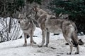 The wolves are male and female during the rut mating games, the wolf cares for the she-wolf, the predatory animals are playing,