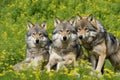 wolves in a meadow with flowers. Royalty Free Stock Photo