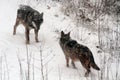 Wolves protected area of Civitella Alfedena