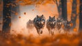 Wolves Running Through Autumn Forest with Falling Leaves Royalty Free Stock Photo