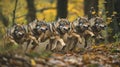 Wolves Running Through Forest: A dynamic image of a pack of wolves running through a dense forest