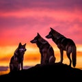 wolves silhouette on sunset Royalty Free Stock Photo