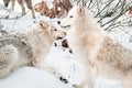 Wolves in snow Royalty Free Stock Photo