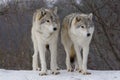 Wolves on snow Royalty Free Stock Photo