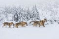 Wolves in the snow