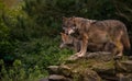 Wolves standing on a rock Royalty Free Stock Photo